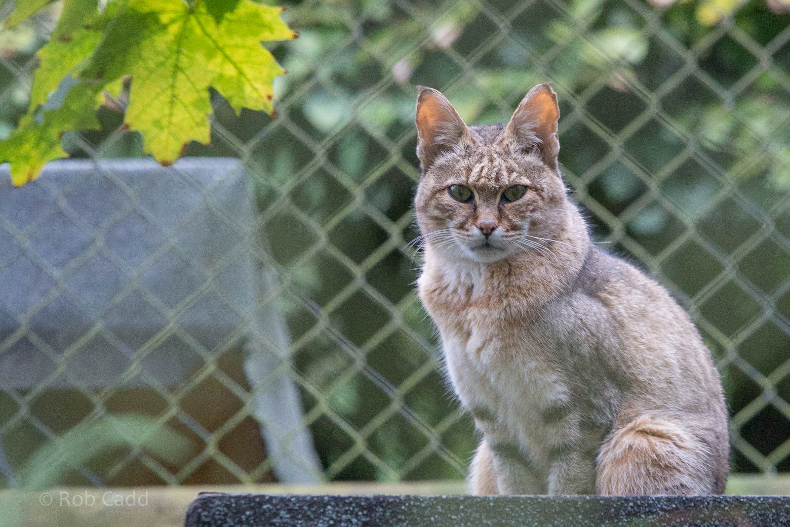 African wildcat : Howletts : 14 Oct 2014
