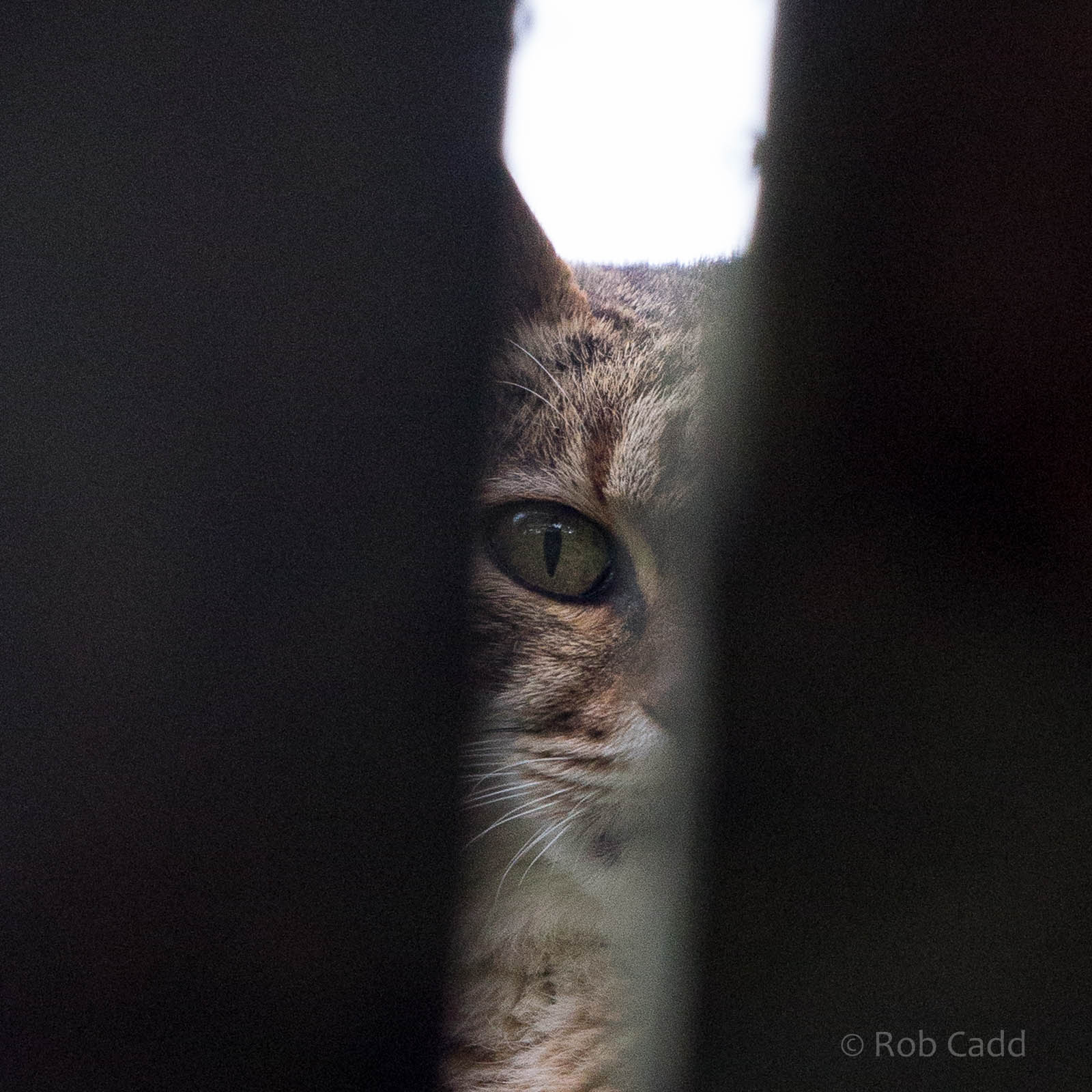 African wildcat : Howletts : 16 Oct 2014