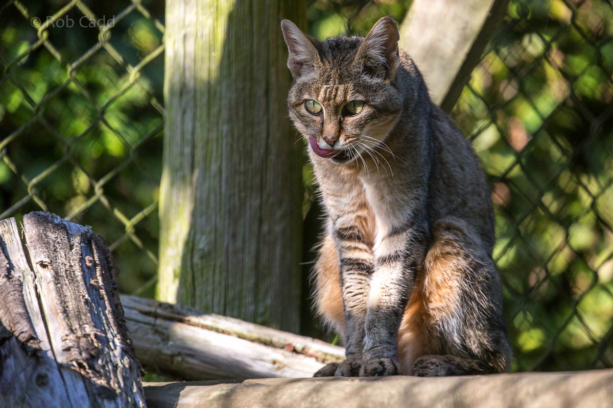 African wildcat : Howletts : 28 Aug 2015