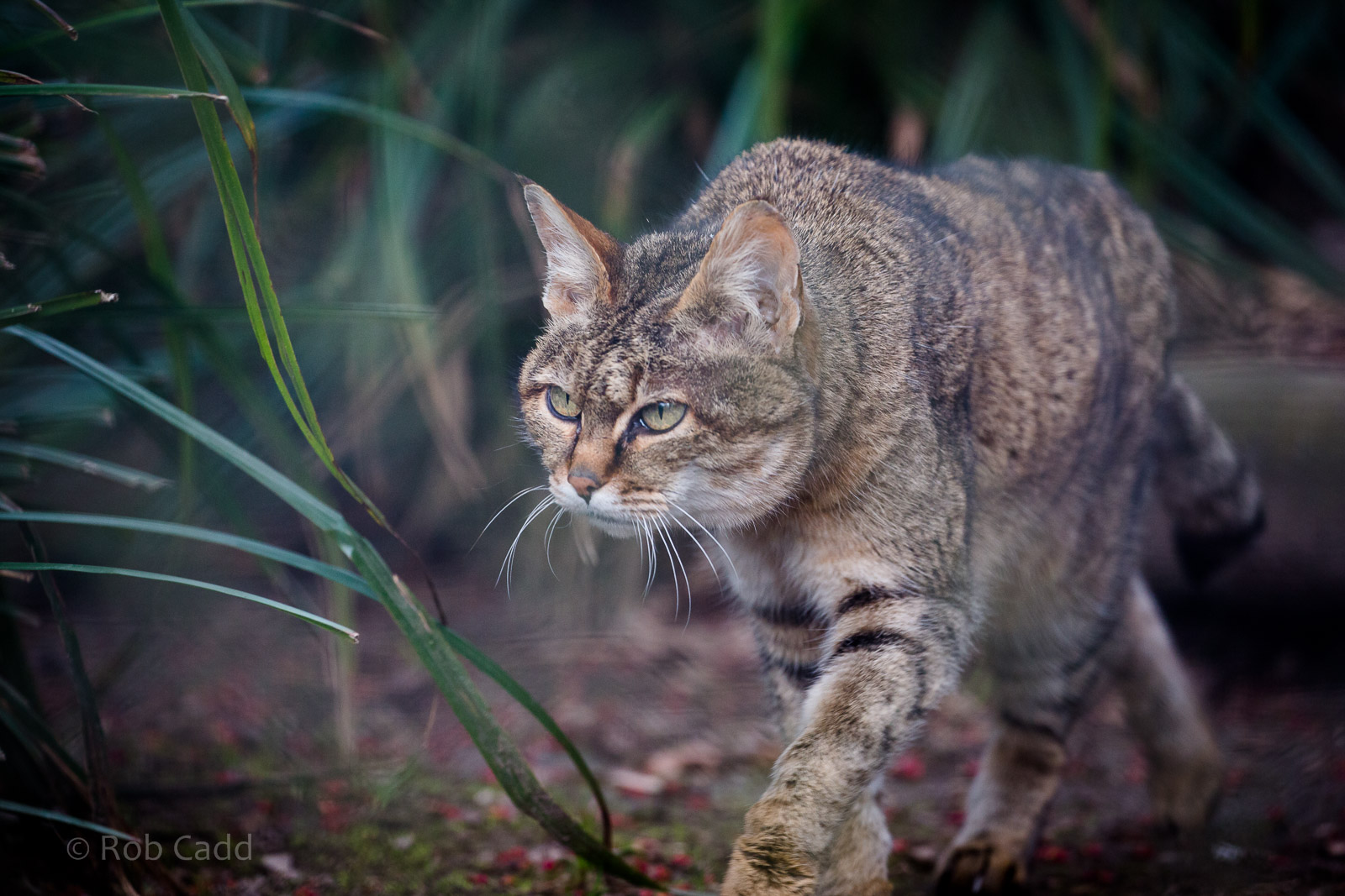 African wildcat : Howletts : 30 Mar 2015