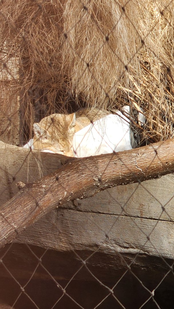 African Wildcat in old Fox Exhibit