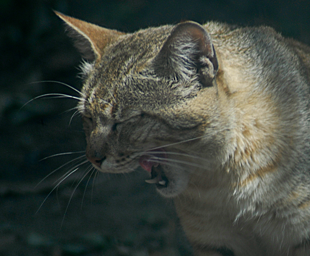 African Wildcat - Wildkatzenzentrum Felidae 2022