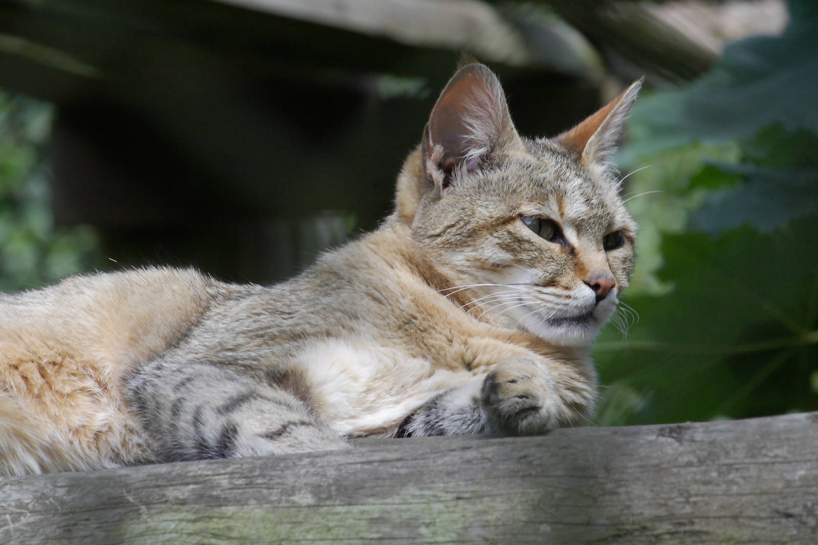 African wildcat