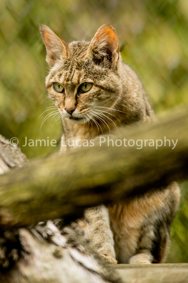 African Wildcat