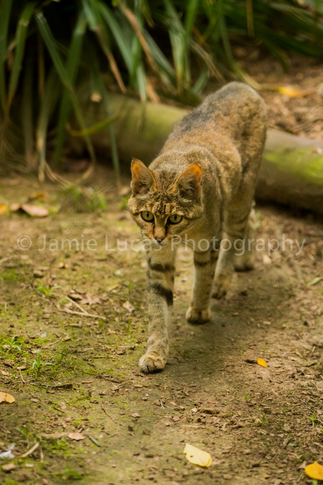 African Wildcat