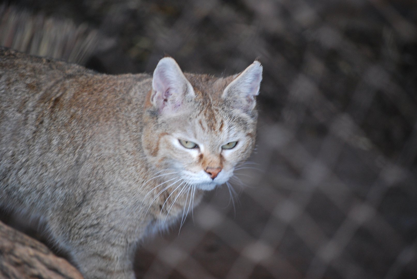 African Wildcat