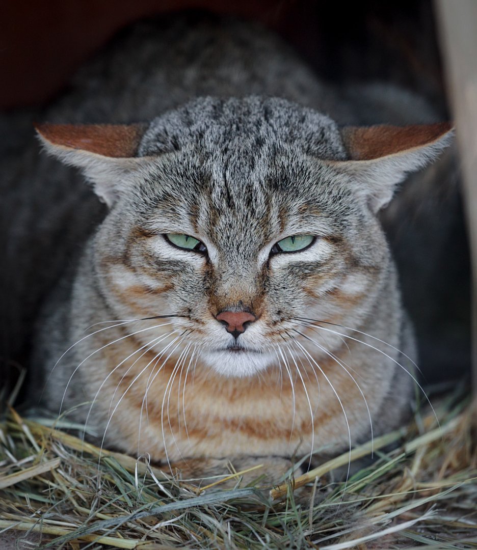 African wildcat