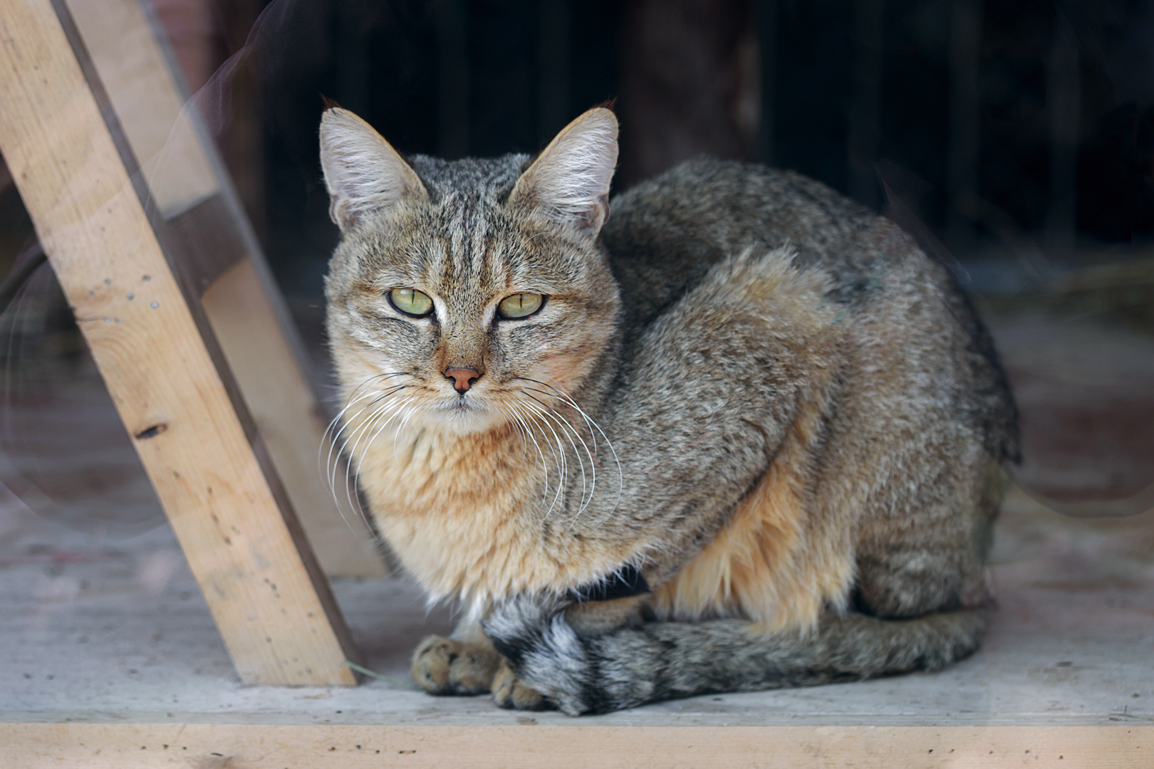 African wildcat