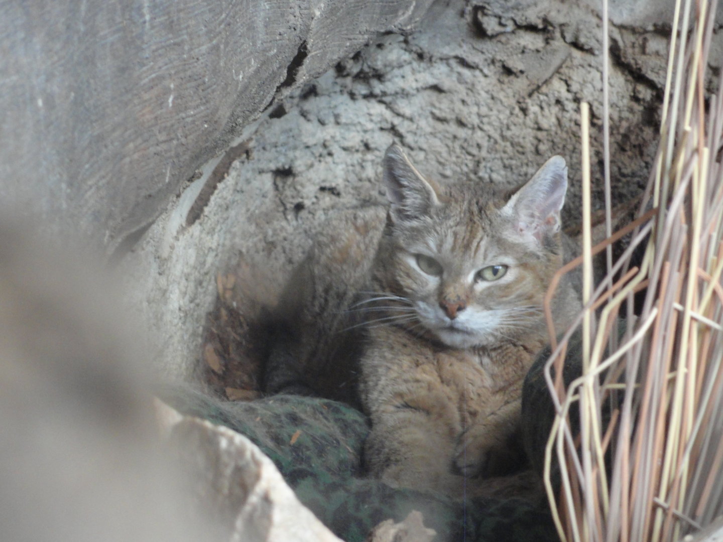 African Wildcat