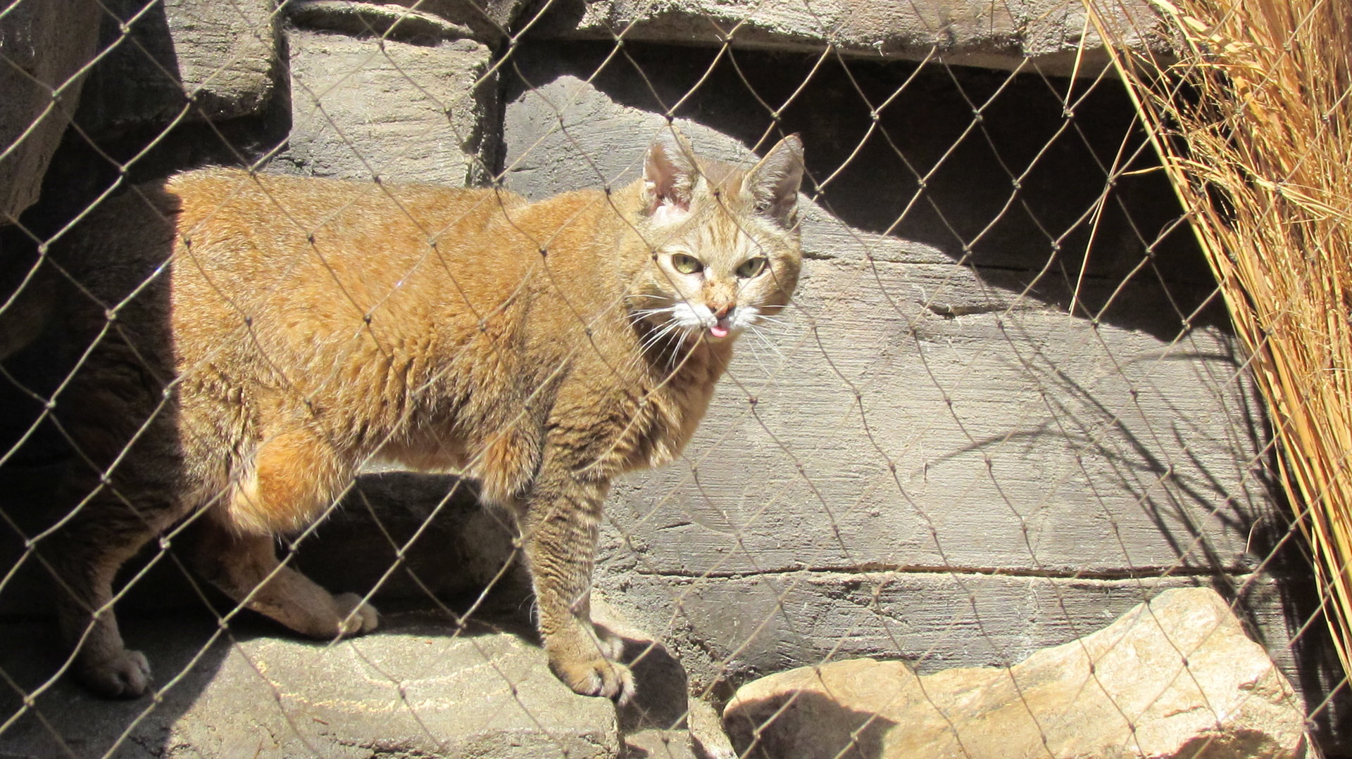 African Wildcat