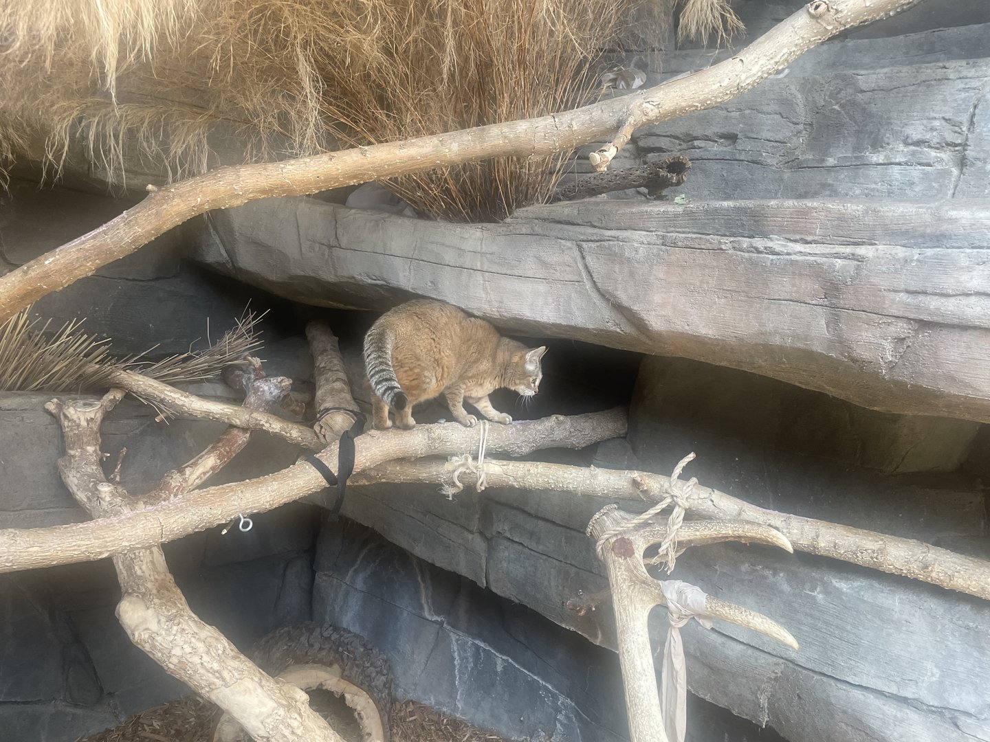 African Wildcat