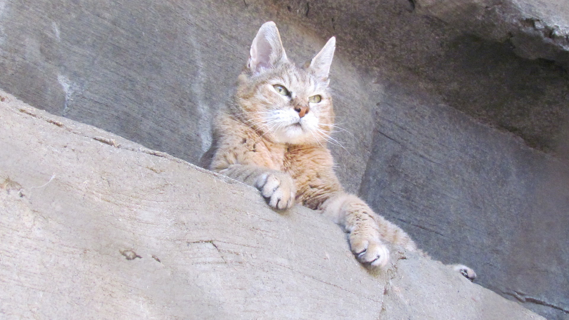 African Wildcat
