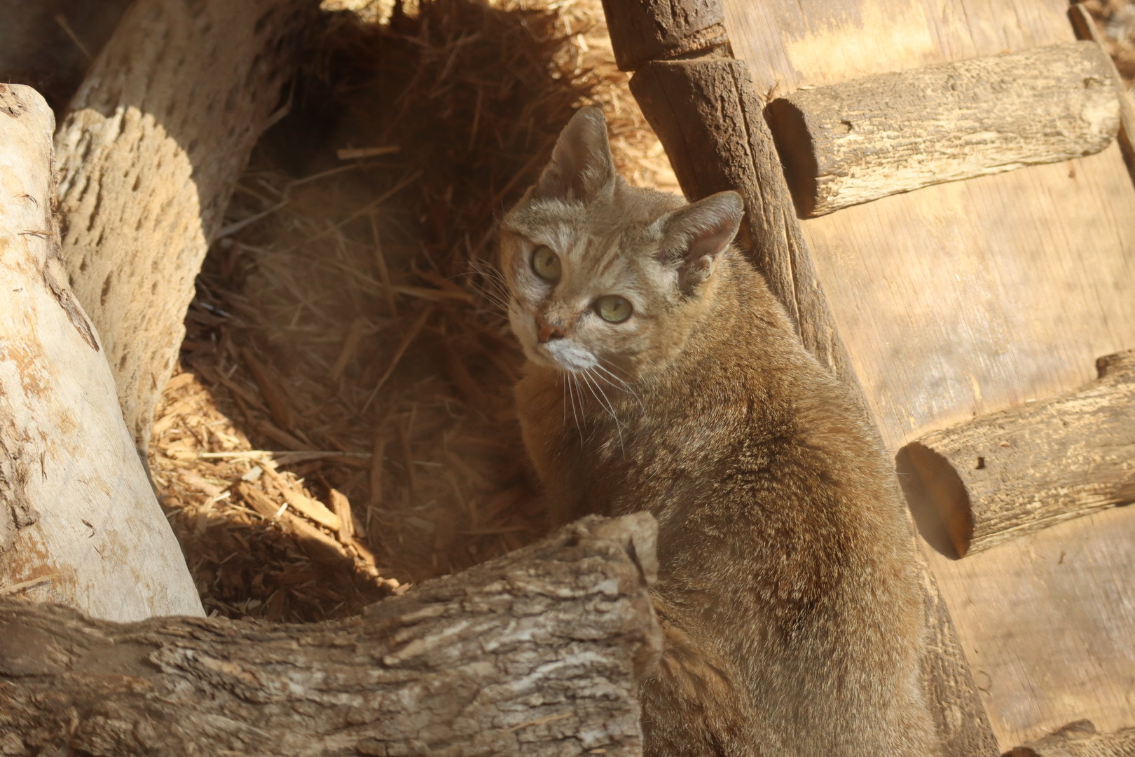 African Wildcat