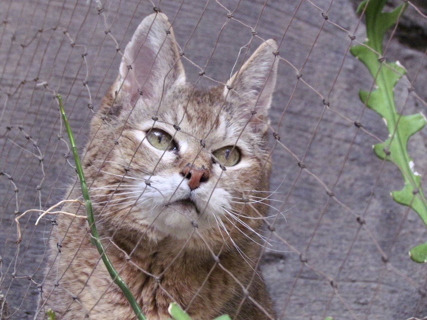 African Wildcat