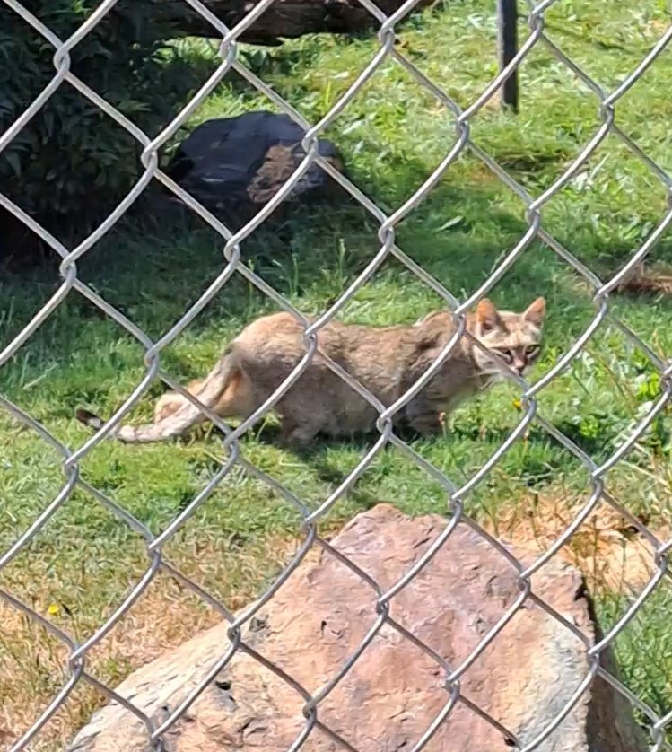african wildcat