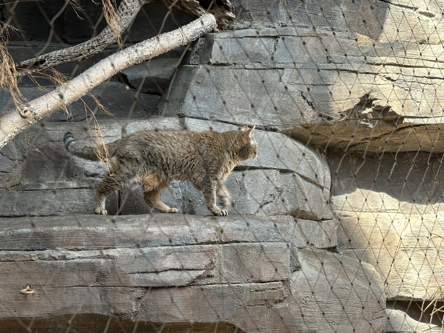 African Wildcat