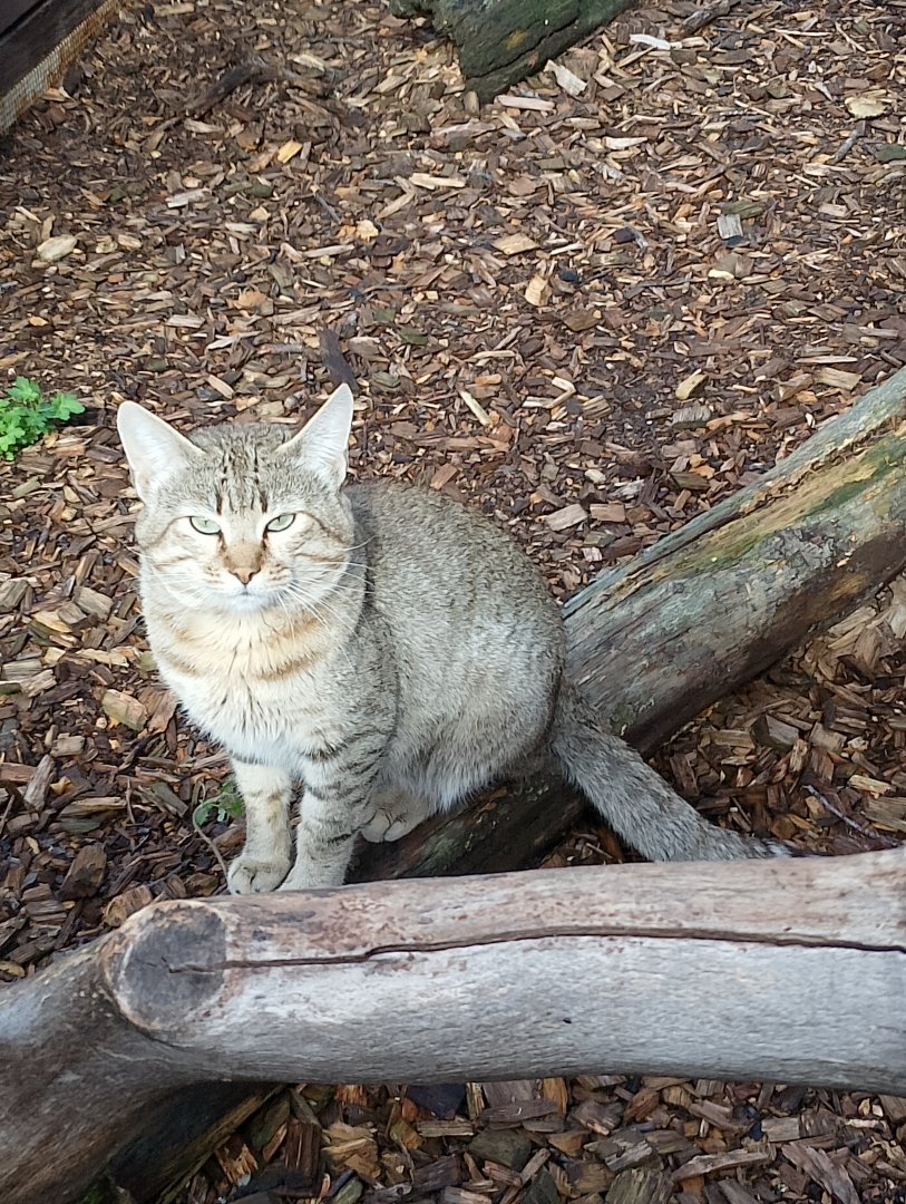 African wildcat