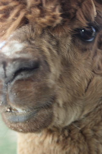 African Wildlife Safari Park - Alpaca (June 2008)