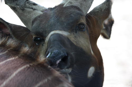 African Wildlife Safari Park - Bongo (June 2008)