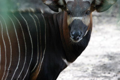 African Wildlife Safari Park - Bongo (June 2008)