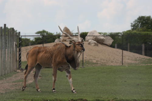 African Wildlife Safari Park - Giant eland (June 2008)
