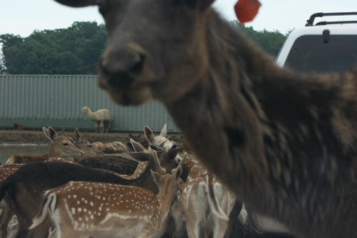 African Wildlife Safari Park (June 2008)