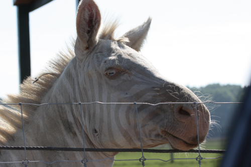African Wildlife Safari Park - Leucistic zebra (June 2008)
