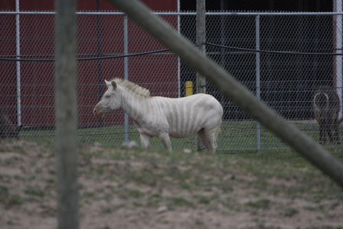 African Wildlife Safari Park - Leucistic zebra (June 2008)