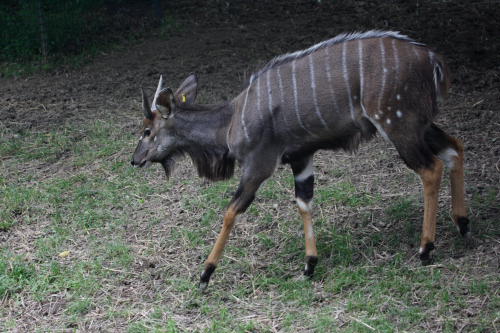 African Wildlife Safari Park - Nyala (June 2008)