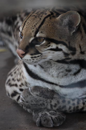 African Wildlife Safari Park - Ocelot (June 2008)