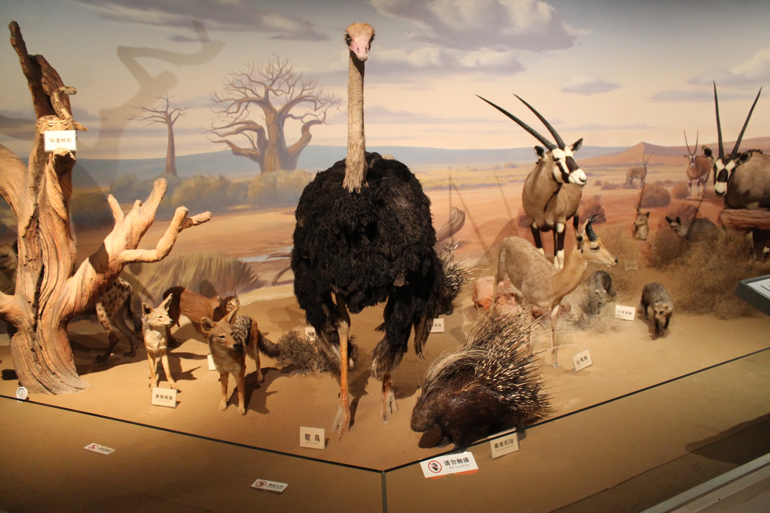 African Wildlife - Shaanxi Nature Museum