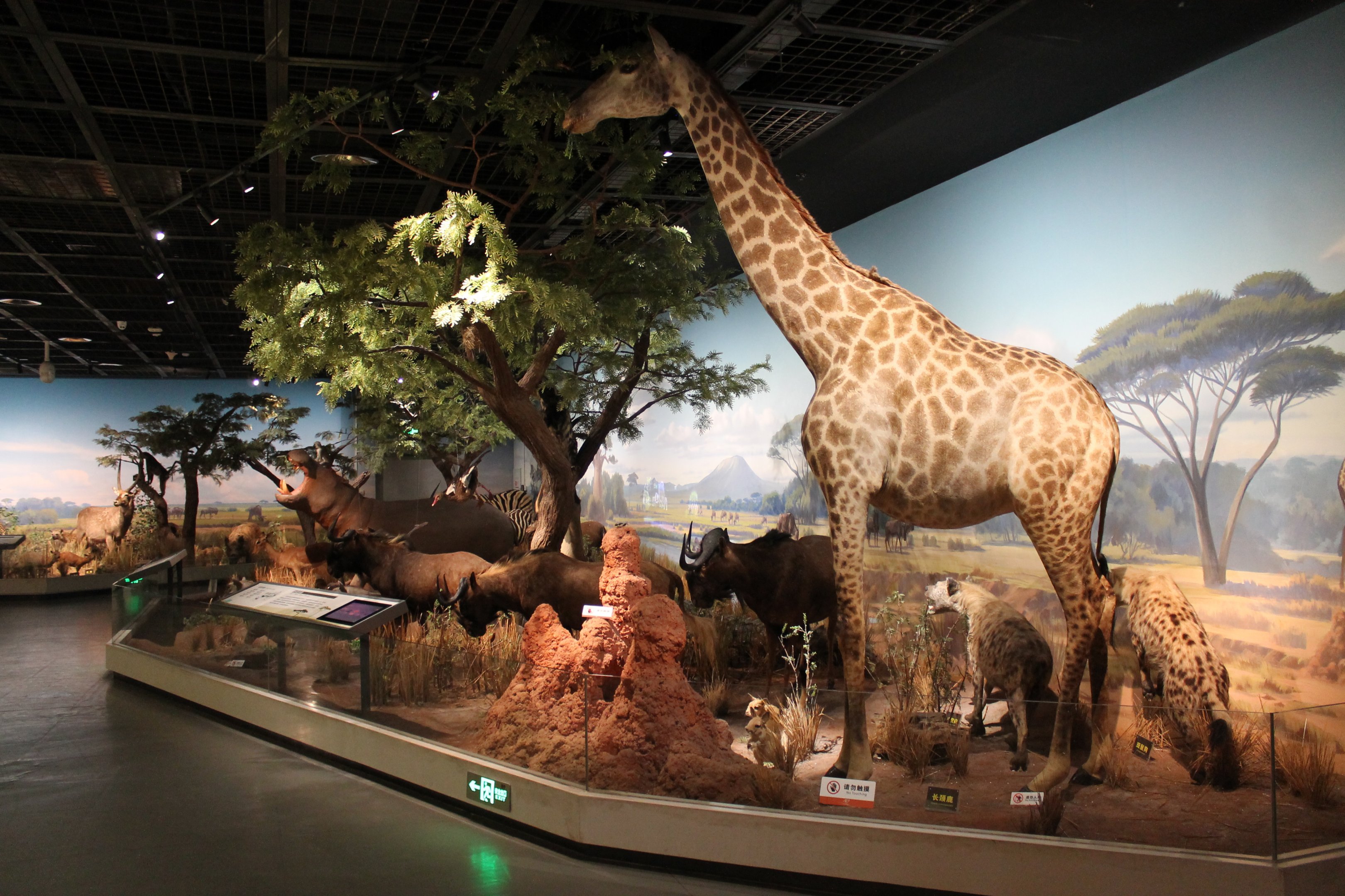 African Wildlife - Shaanxi Nature Museum