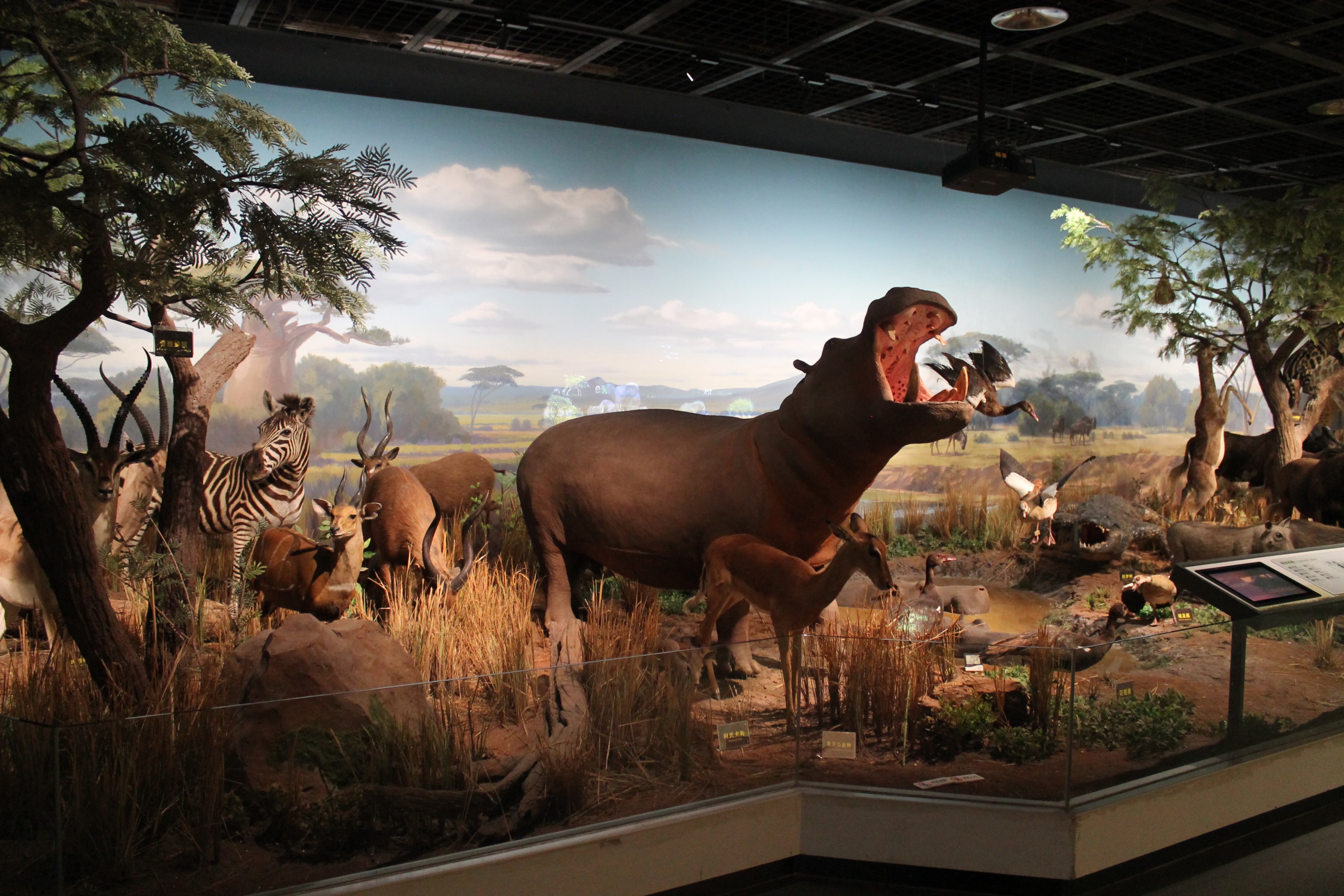 African Wildlife - Shaanxi Nature Museum