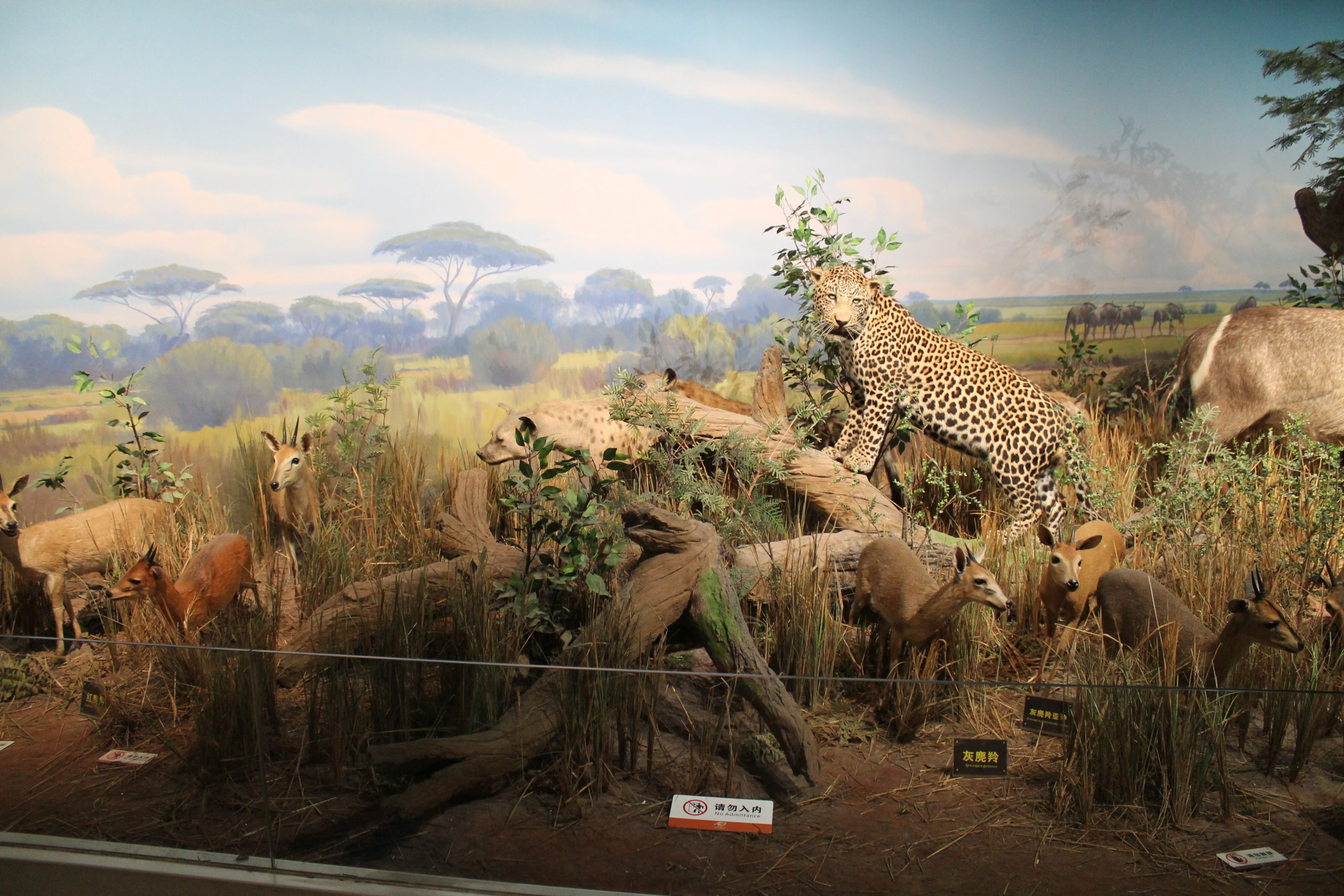 African Wildlife - Shaanxi Nature Museum