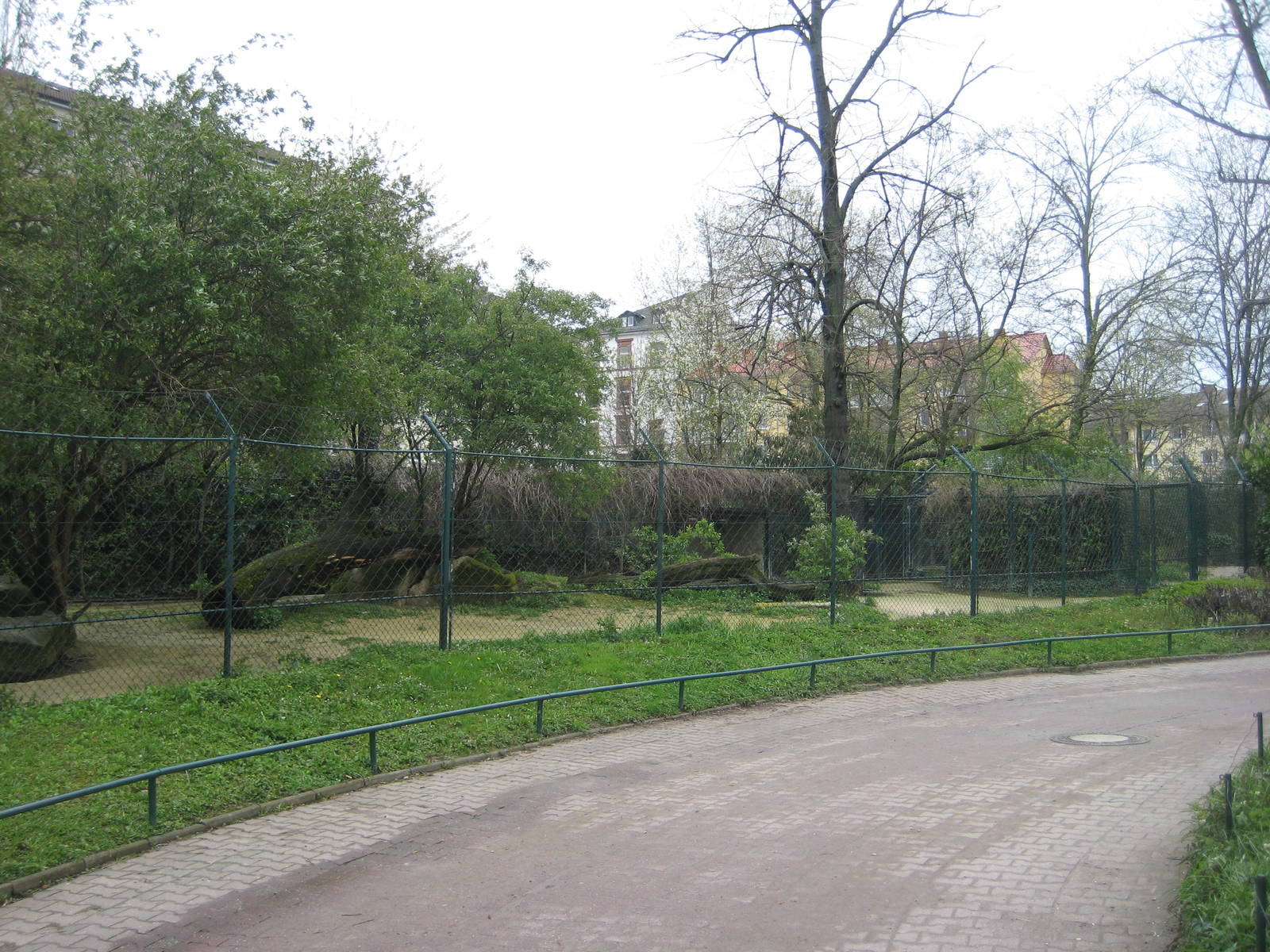 African wildog Exhibit