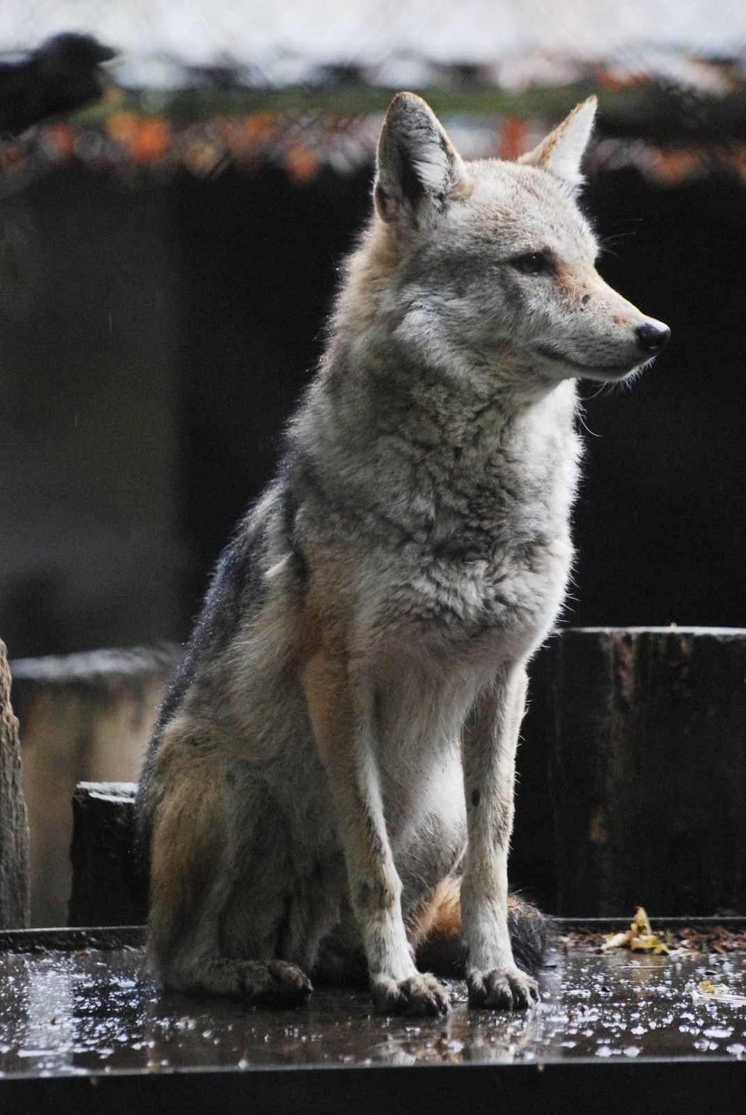 African Wolf at Rheine, 03/06/12