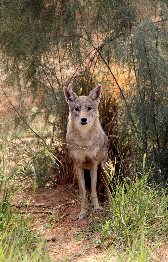 African wolf (Canis anthus)