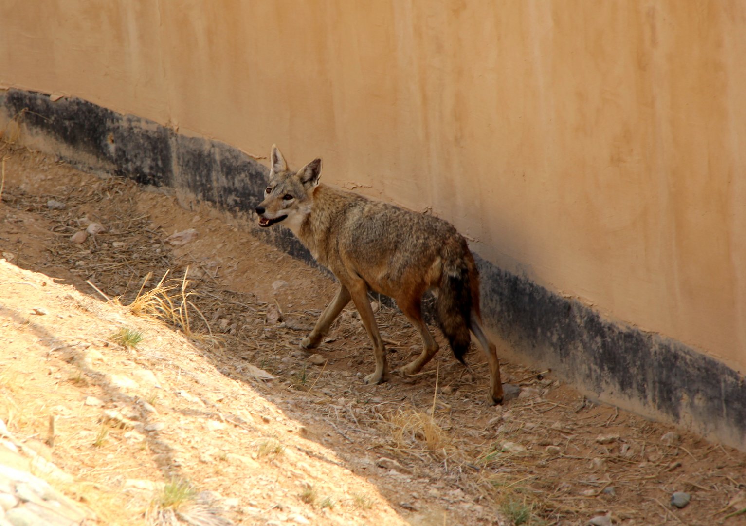 African wolf (Canis anthus)
