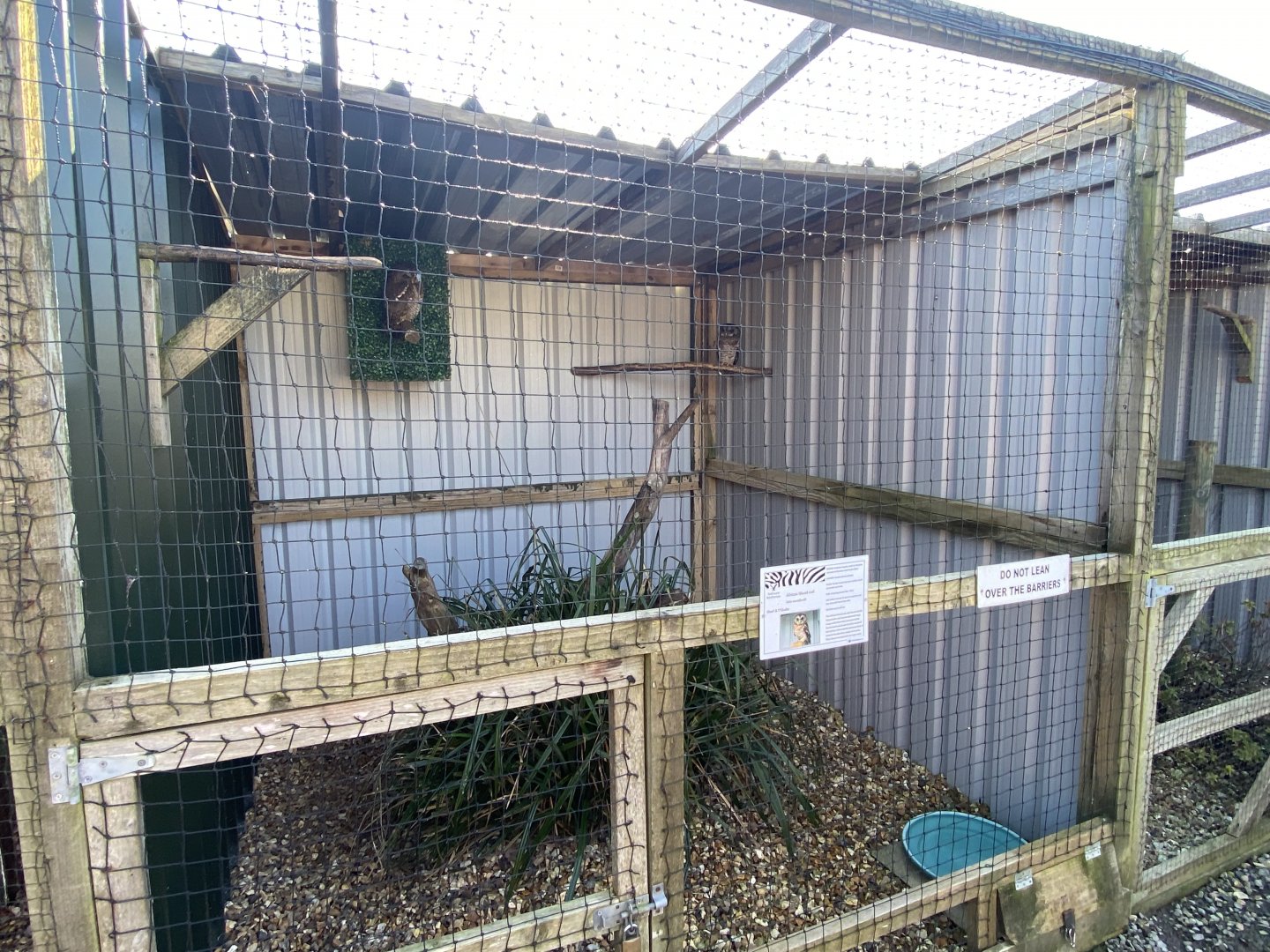 African wood owl aviary 020325