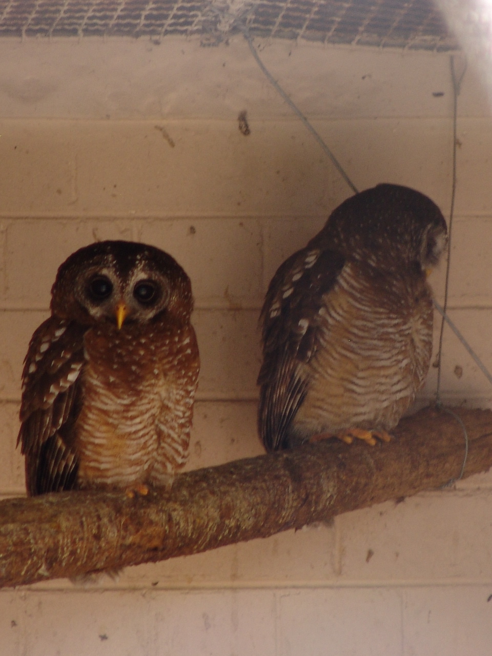 African Wood Owl (Ciccaba woodfordii)
