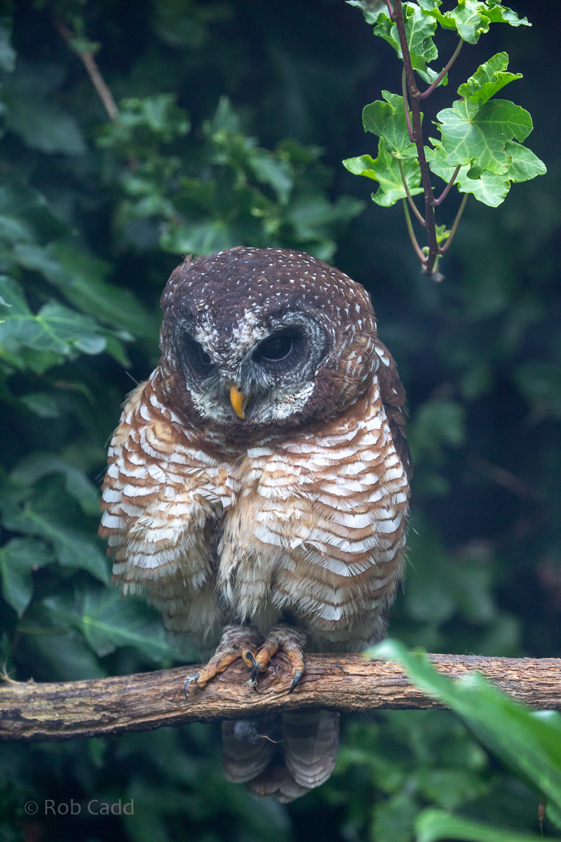 African wood-owl : Cotswold Falconry Centre : 04 Sep 2020