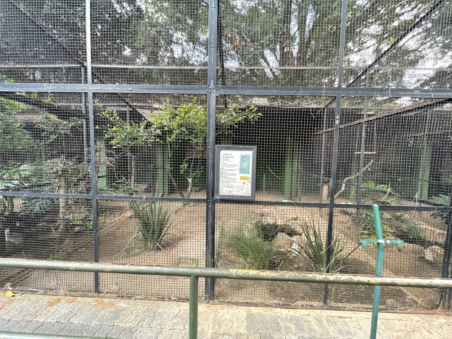 African Wood Owl Exhibit