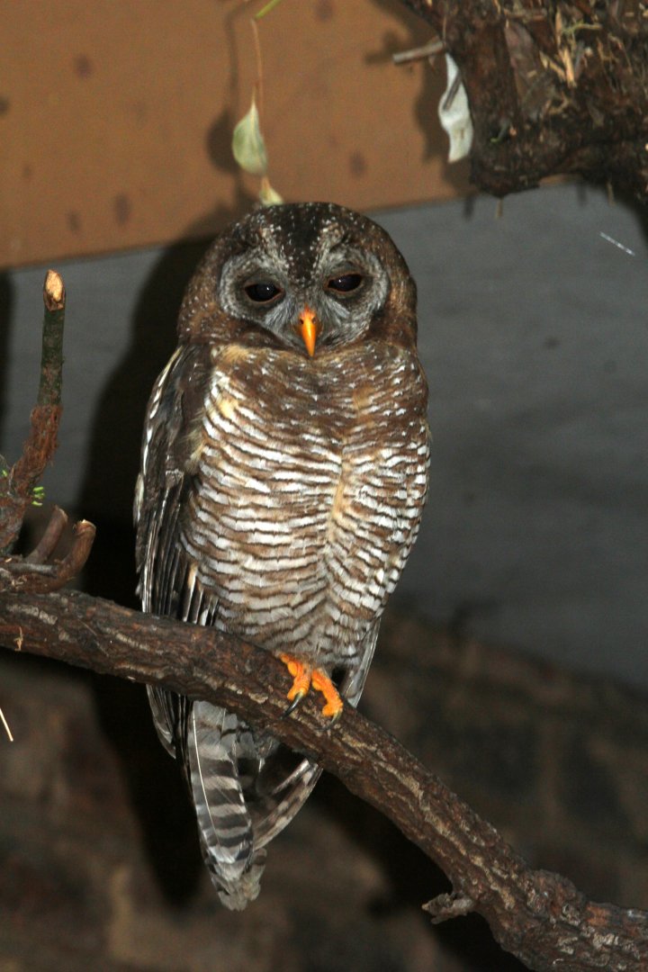 African wood owl or Woodford's owl (Strix woodfordii)