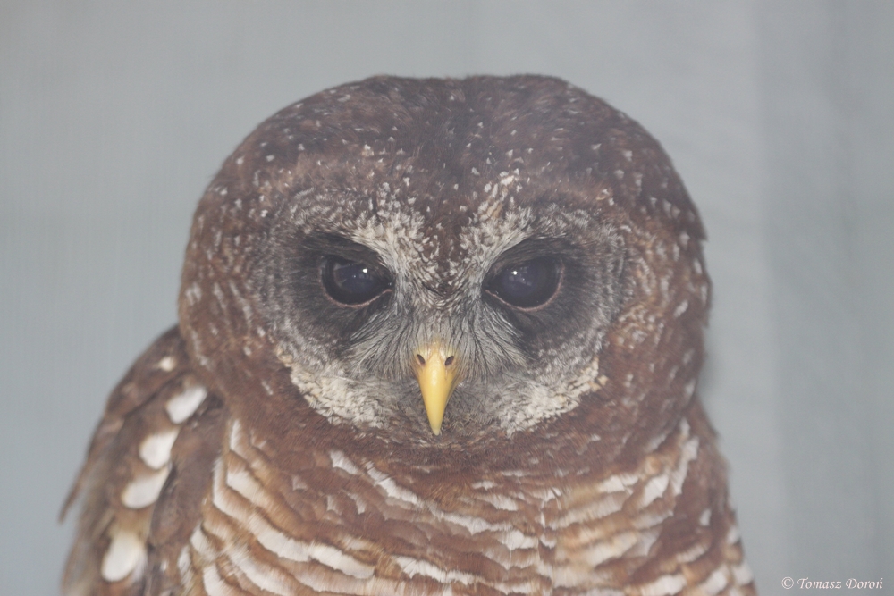 African Wood Owl (Strix woodfordii)