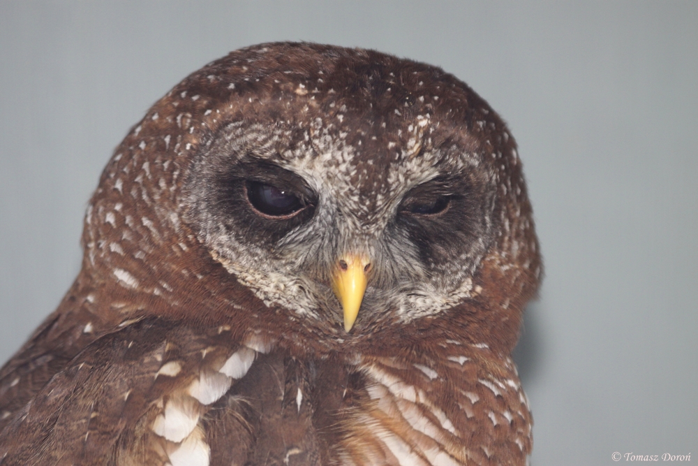 African Wood Owl (Strix woodfordii)
