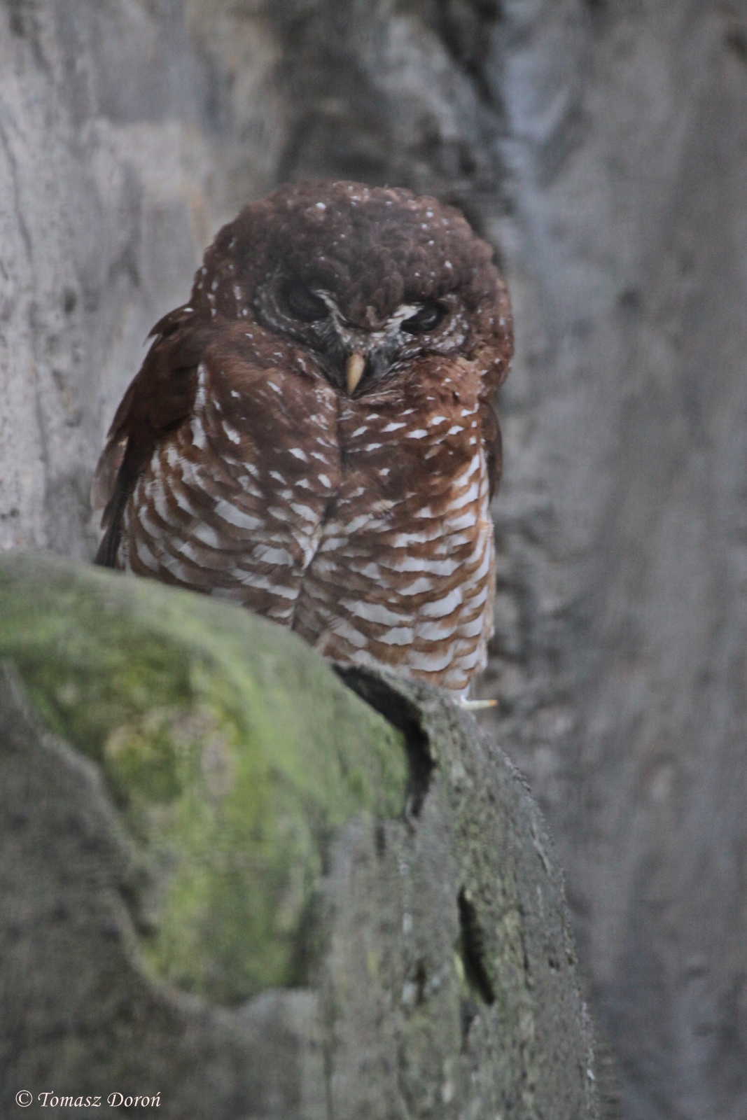 African Wood-owl (Strix woodfordii)