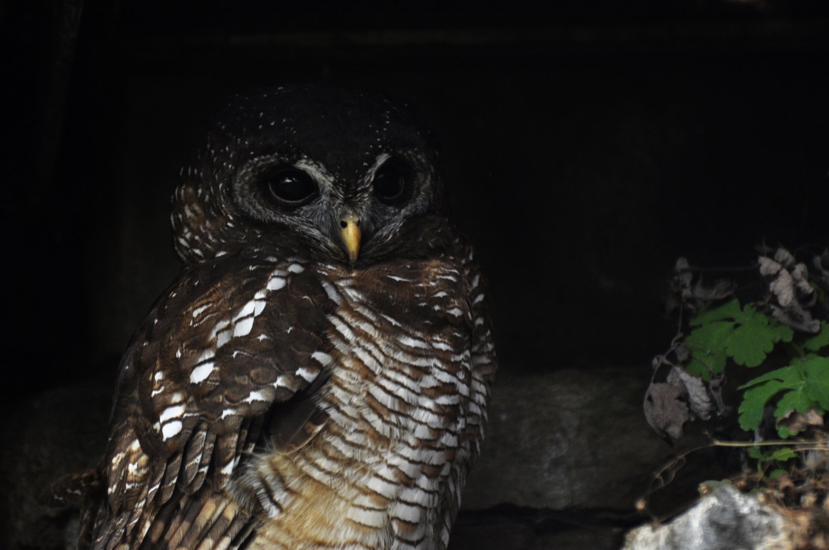 African wood owl (Strix woodfordii)