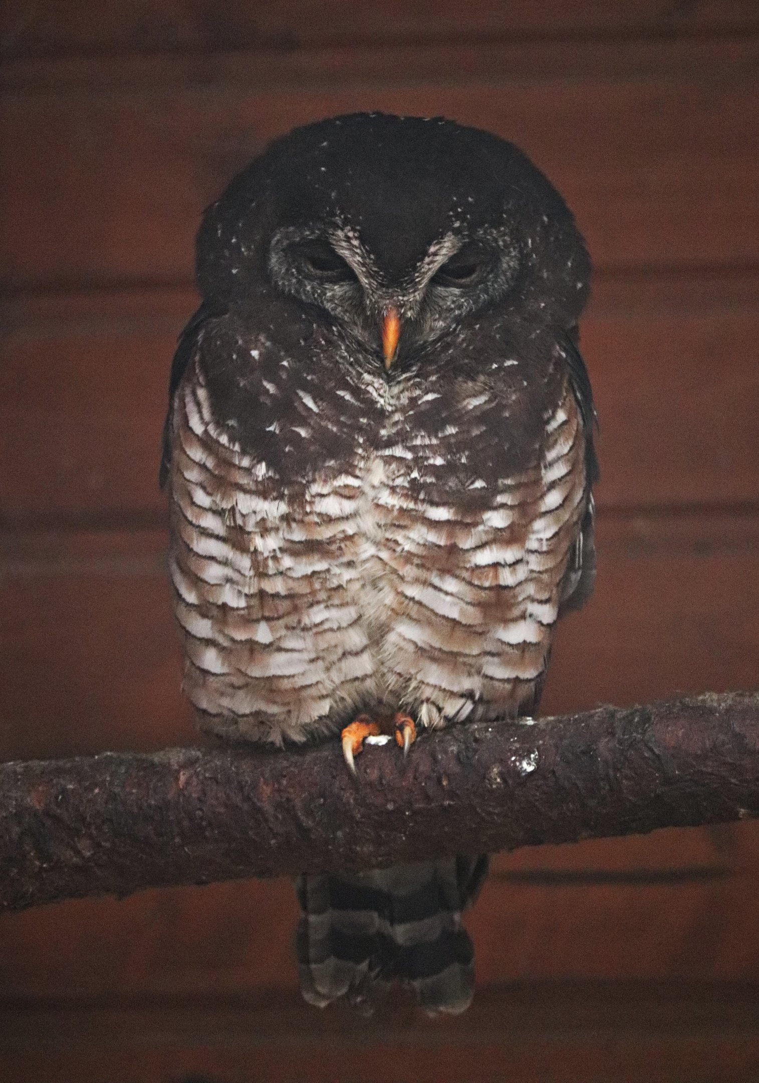 African wood owl (Strix woodfordii)
