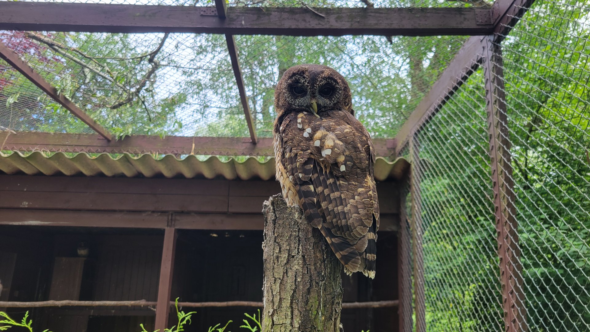 African wood owl (Strix woodfordii)