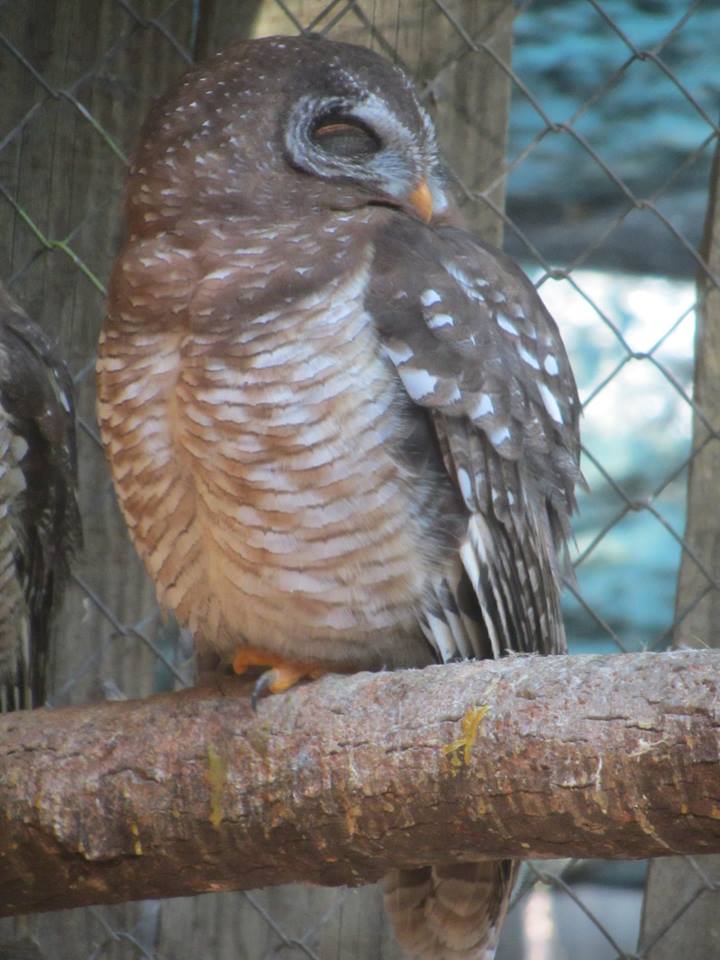 African Wood Owl
